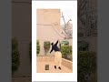 #cricket #viral