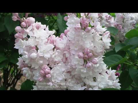 Сирень Красавица Москвы