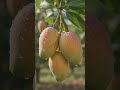 🥭🌿 KING OF MANGOES! ALPHONSO PARADISE IN A VILLAGE 🌿🥭 #viral #trending #shorts #alphonsomango