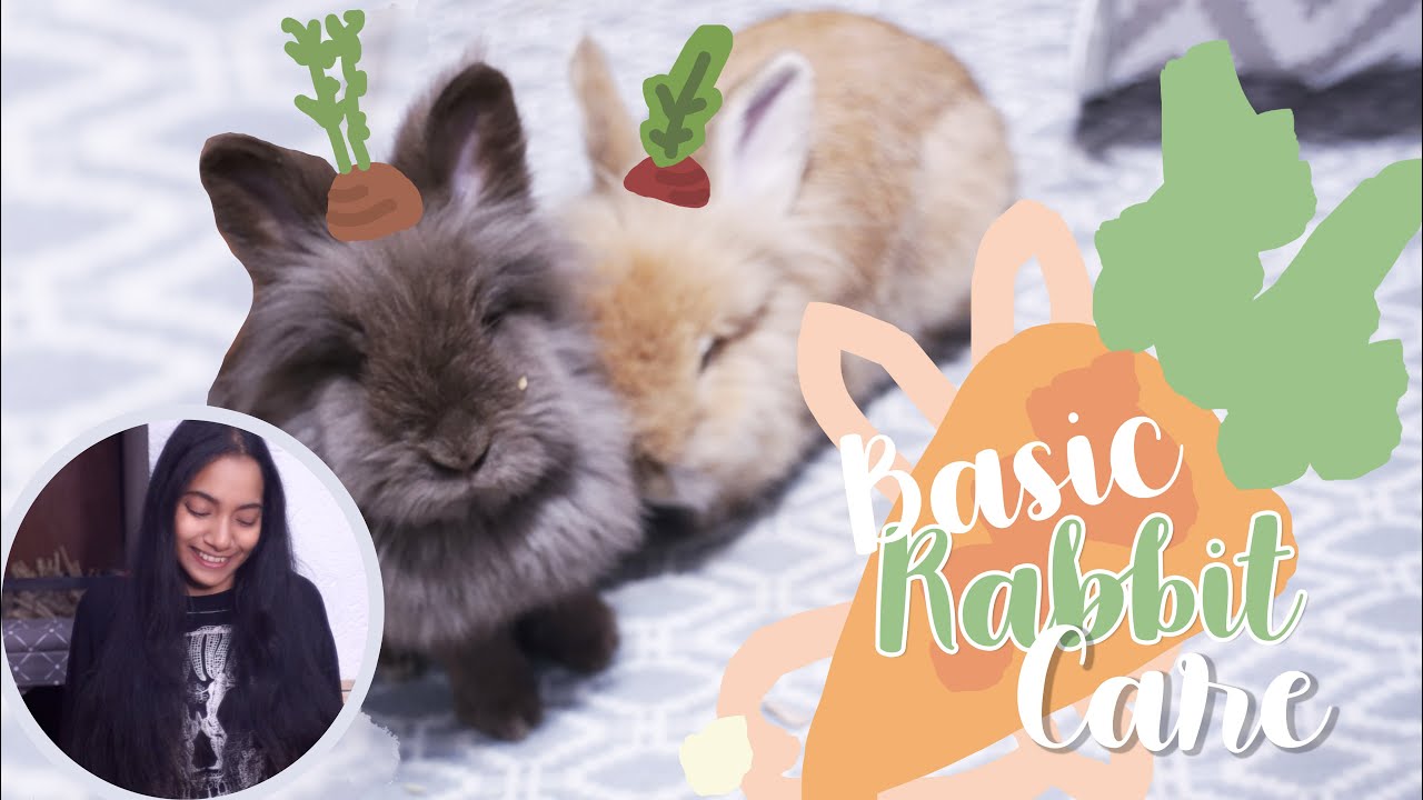 Basic Rabbit Care | How to take care of rabbits 