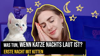 ein Kitten zieht ein, erste Nächte & nachtaktive Katzen / Katzentipps & Katzenerziehung / Amely Rose