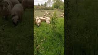 Koyunlar Yaylada 😊