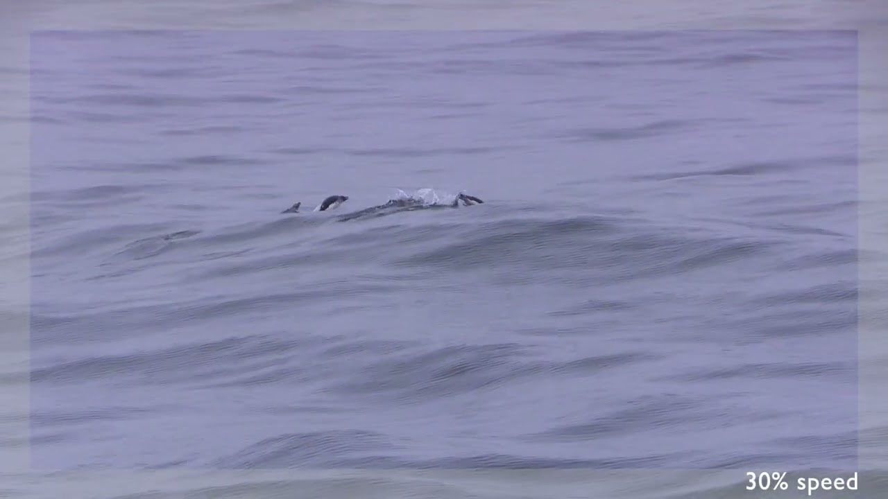 Gorfou doré (Eudyptes chrysolophus) Macaroni Penguin