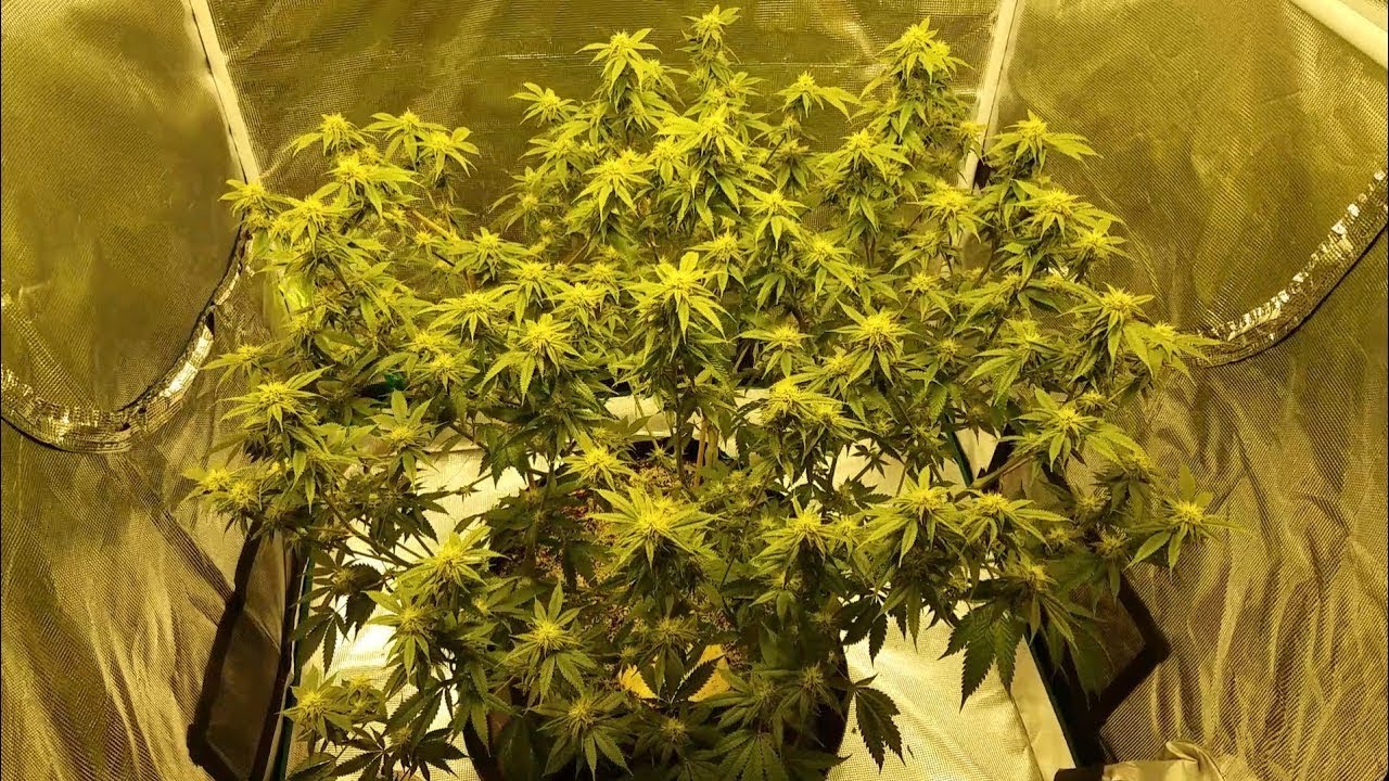 Grow 3: Milk n Cookies Week 3 Flower, HLG 260 3x3 Big Plant Grow