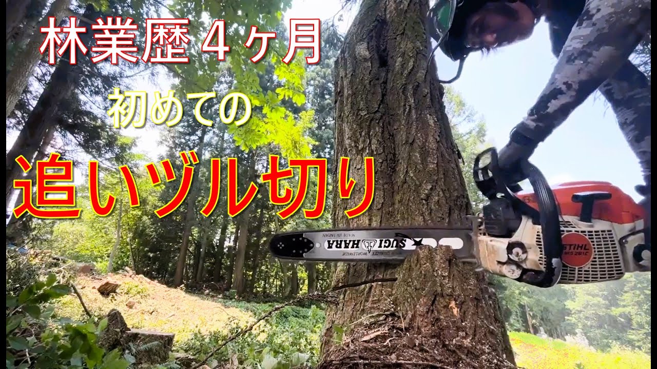 林業歴４ヶ月の新人が初めての追いヅル切り　A newcomer with 4 months of forestry experience cuts a crane for the first time