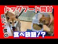 柴犬さん達の毎月恒例シュプレモ祭り！！【しばちゃん】＃133