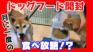 柴犬さん達の毎月恒例シュプレモ祭り！！【しばちゃん】＃133