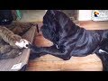Huge Dog Is So Gentle With All His Siblings | The Dodo