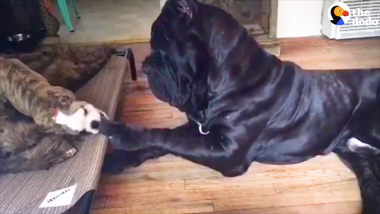 mastiff patronus Huge Dog Is So Gentle With All His Siblings | The Dodo