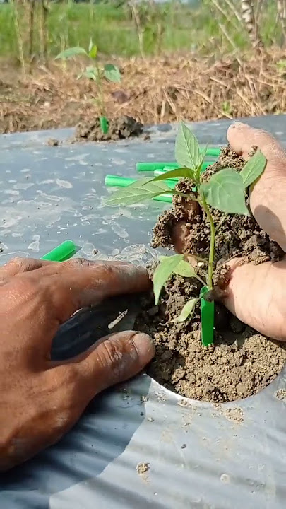 lakukan ini saat pindah tanam cabai untuk meminimalisir stress atau kematian pada tanaman