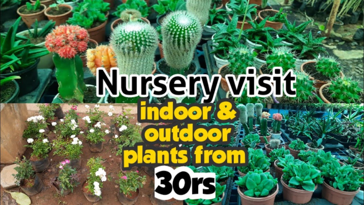 Nursery visit 2 indoor outdoor plants rate nursery in chennai