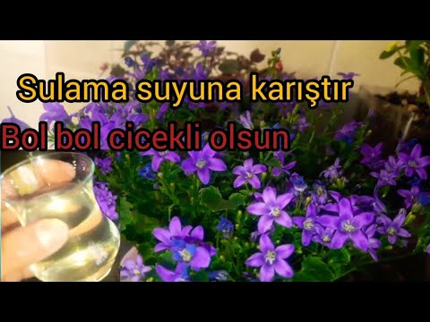 Çiçek coşturan✔-Maviş çiçeği bakımı- campanula( maviş, çan) çiceği- çiçek bakımı