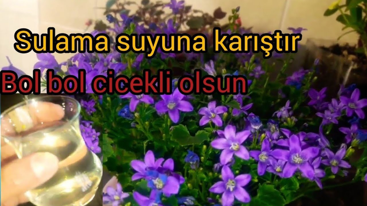Çiçek coşturan✔-Maviş çiçeği bakımı- campanula( maviş, çan) çiceği- çiçek bakımı