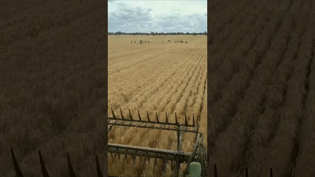 Не ожидал, что эти рольставни будут такими прочными