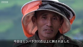 命をかけてヒマラヤの絶壁を登る、ネパールのハチミツ採り