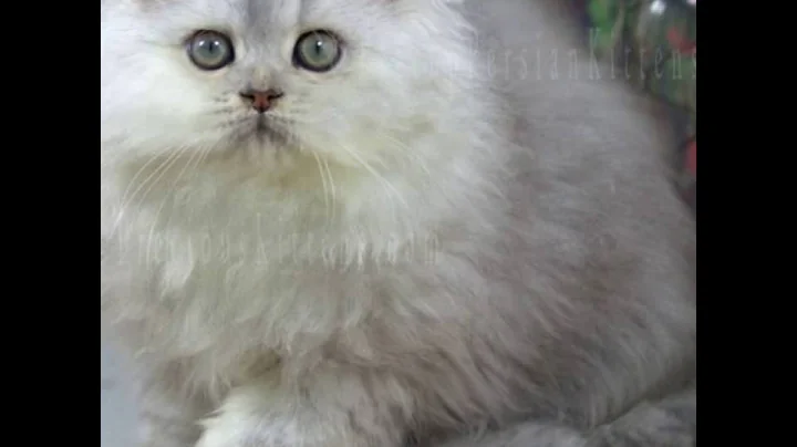 Video 558191: male silver persian kitten