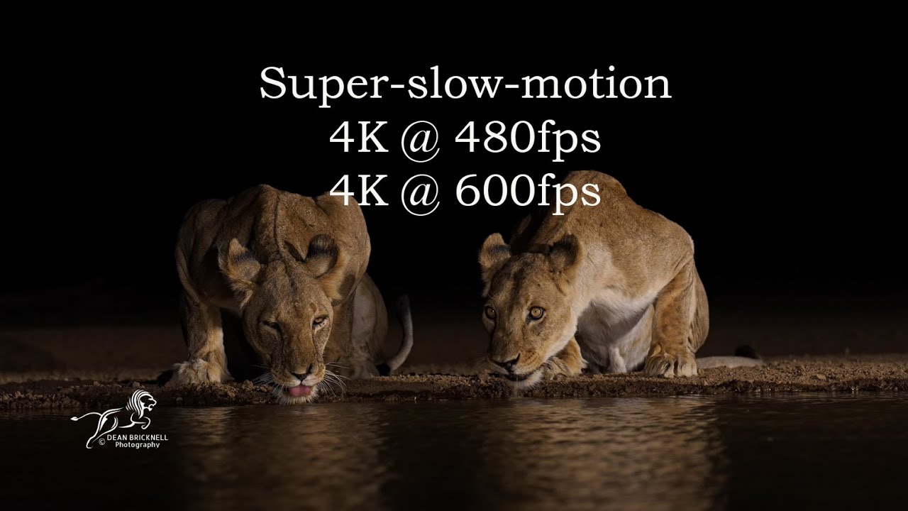Super slow motion Wildlife