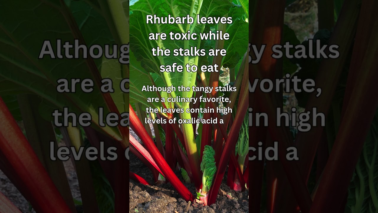 Rhubarb: Enjoy the Stalk, Ditch the Leaves!
