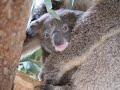 A mum and baby koala story : Faith and her tiny joey Fate.