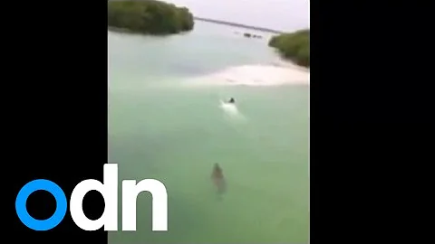 Shocking video: Massive crocodile chases swimmer i...