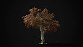 Beech Tree 1
