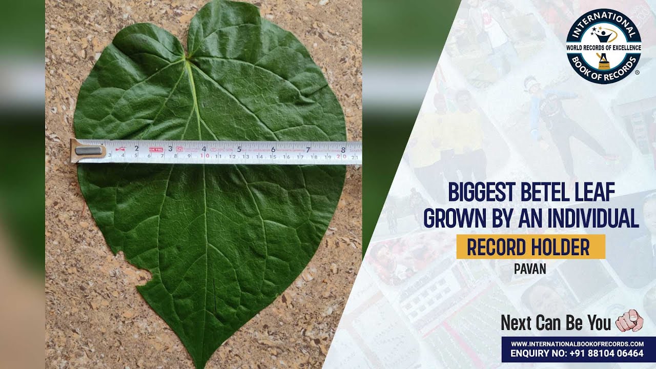 BIGGEST BETEL LEAF GROWN BY AN INDIVIDUAL YouTube BIGGEST BETEL LEAF GROWN BY AN INDIVIDUAL YouTube