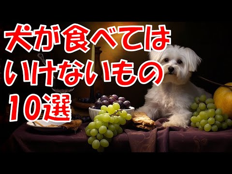 可愛い犬の魅力百科