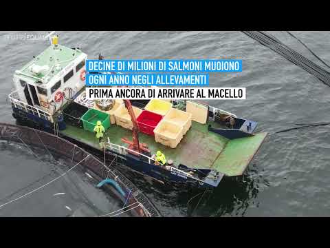 Secchi pieni di salmoni morti in Scozia | Un’inchiesta di Animal Equality