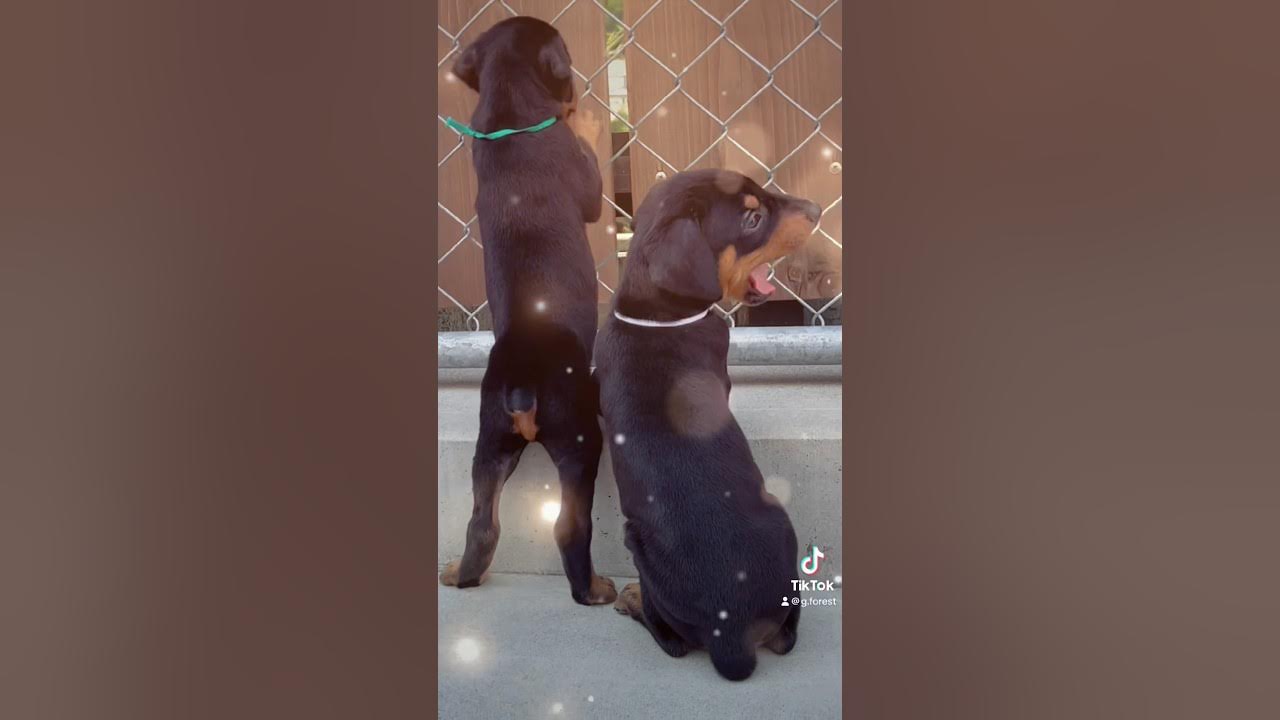 どーべるまんのこいぬ ️9月3日よりお引き渡しできます🕊️ doberman 大型犬 大型犬仔犬 子犬 gforestドーベルマン