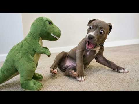 Puppy Said “I’m Too Small For Jurassic Problems” 😂 | Funny Dog Toy Reactions