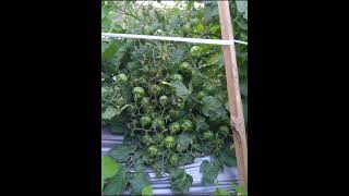 Benih Tomat Rempai  Chung Lee