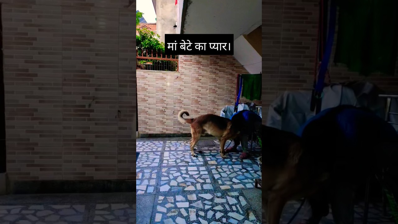 German shepherd Bruno Training 