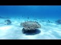 珊瑚と魚達の楽園/Coral Gardens