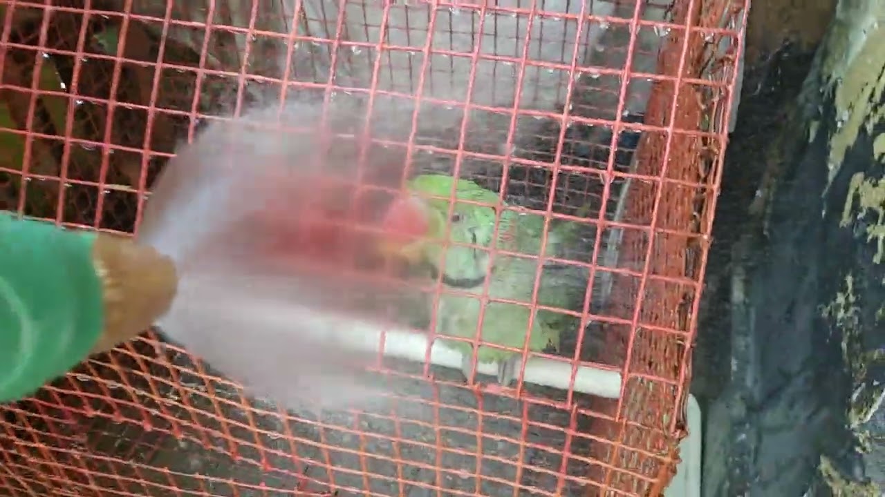 आज मिठ्ठू को नहला दिया ,, mitthu ko shower kra Diya,😗🐦🐦