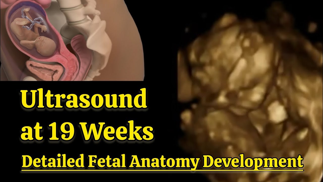 Pregnancy Ultrasound at 19 Weeks | Detailed Fetal Anatomy Development
