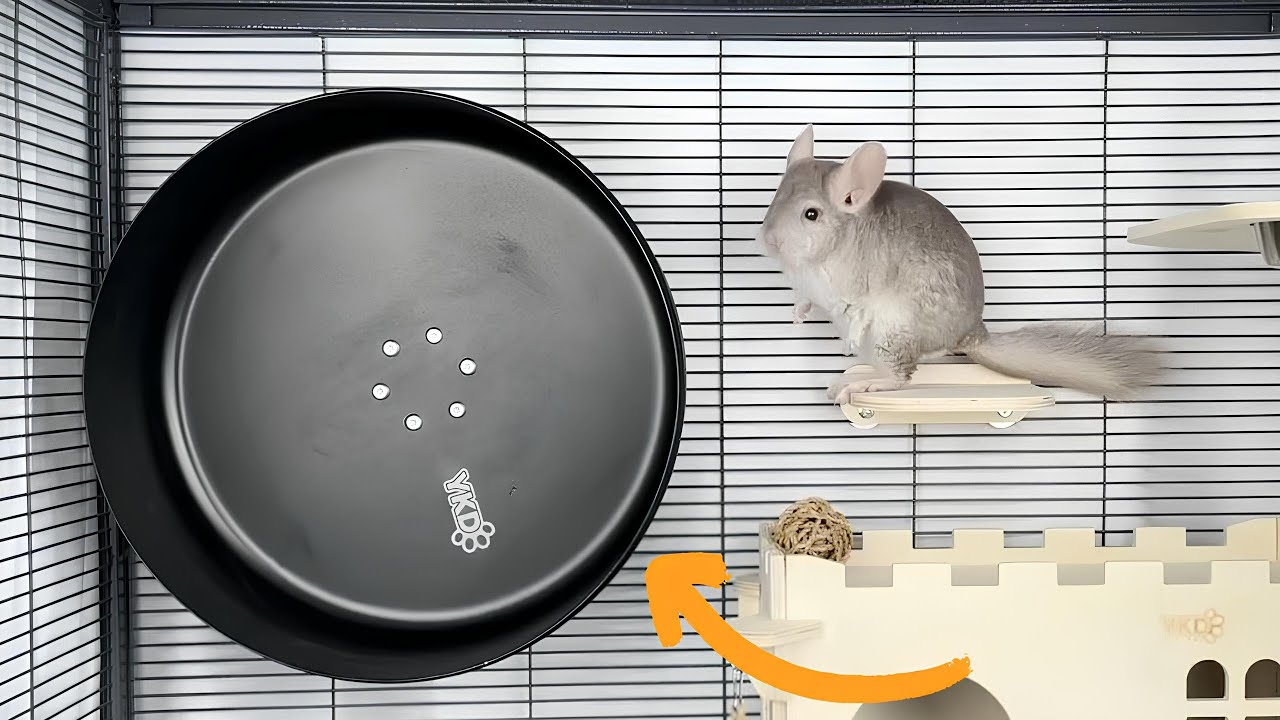 Must Have Toys and Accessories for Chinchilla Joy!