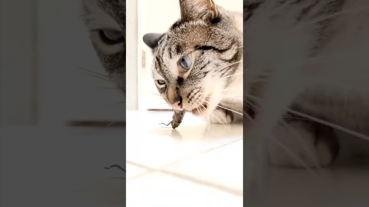 Cat Eating Locust 😋