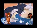 Tom y Jerry en Español Latino America | ¡Cuántas persecuciones! | WB Kids