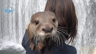 野呂ロッジでカワウソ祭り！～①こむぎの散策編～　Get together in Noro lodge! Otter Komugi takes a walk in riverside