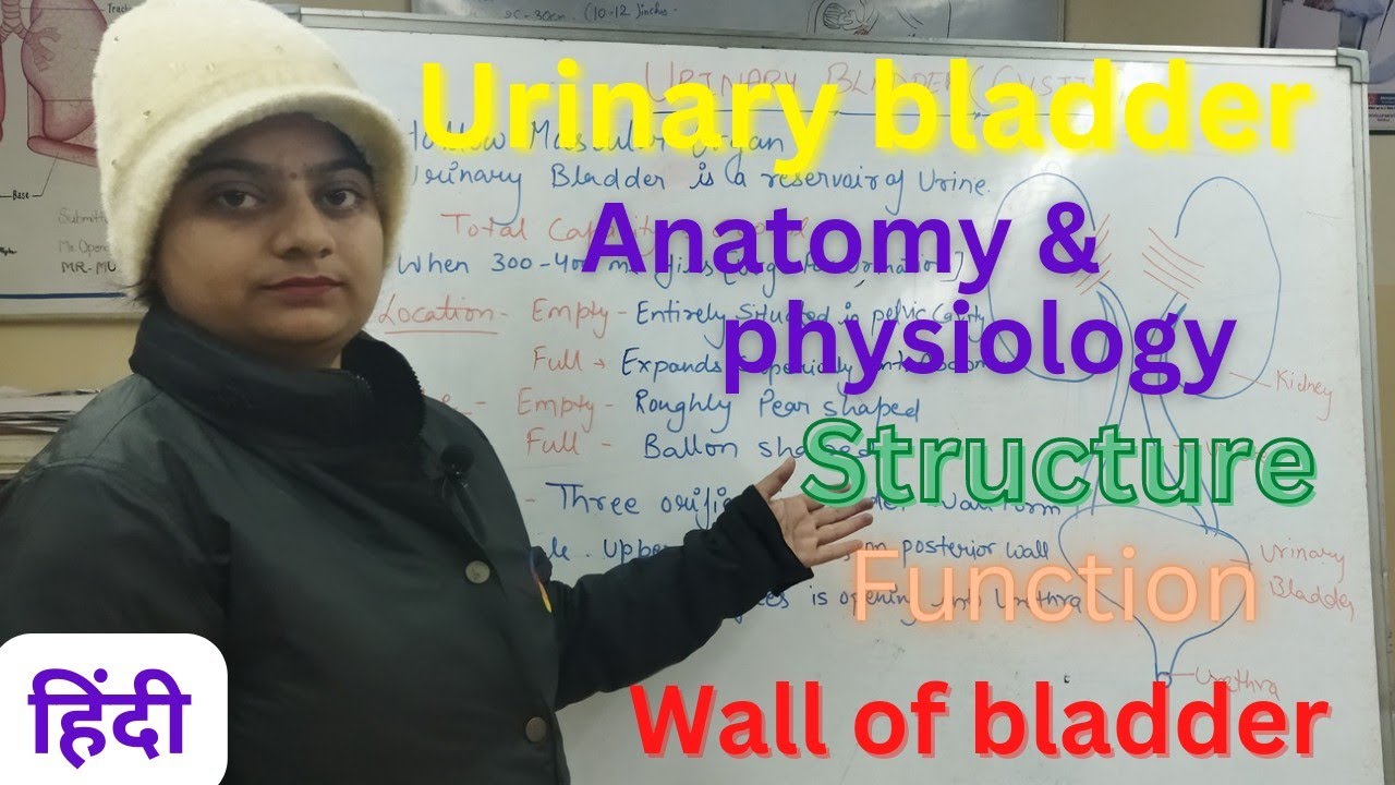 urinary bladder anatomy & physiology in hindi | wall of bladder | 