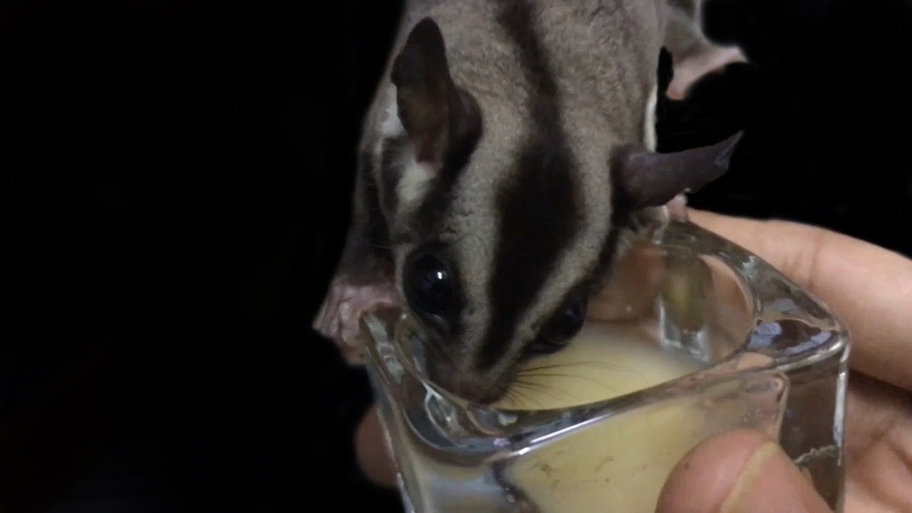 Sugar Gliders Diet Food variations BAHASA Very Important