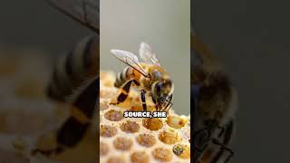 Hive Wax: The Secret Language of Foraging Bees
