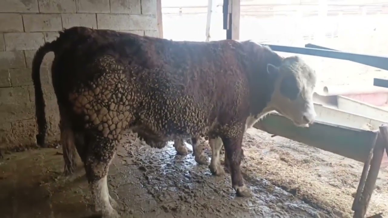  DEHQONDAN SO’YISHGA TAYYOT BUQALAR ☎️+998905331092 #chorvador #chorvachilik 