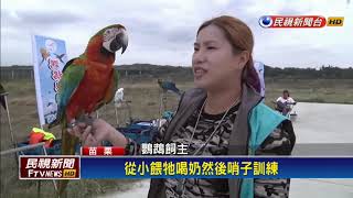 鸚鵡鳥聚放飛訓練跟著指令做動作熱鬧有趣－民視新聞