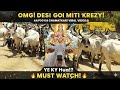 Kankrej Cow fan ITS KING OF DEWASI ❤️ सुबह सुबह गायों के साथ राजस्थानी देसी गाय ...😱
