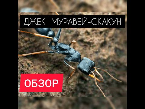 ДЖЕК МУРАВЕЙ-СКАКУН! ОБЗОР! Генерал с большим уроном! The Ants: Underground Kingdom