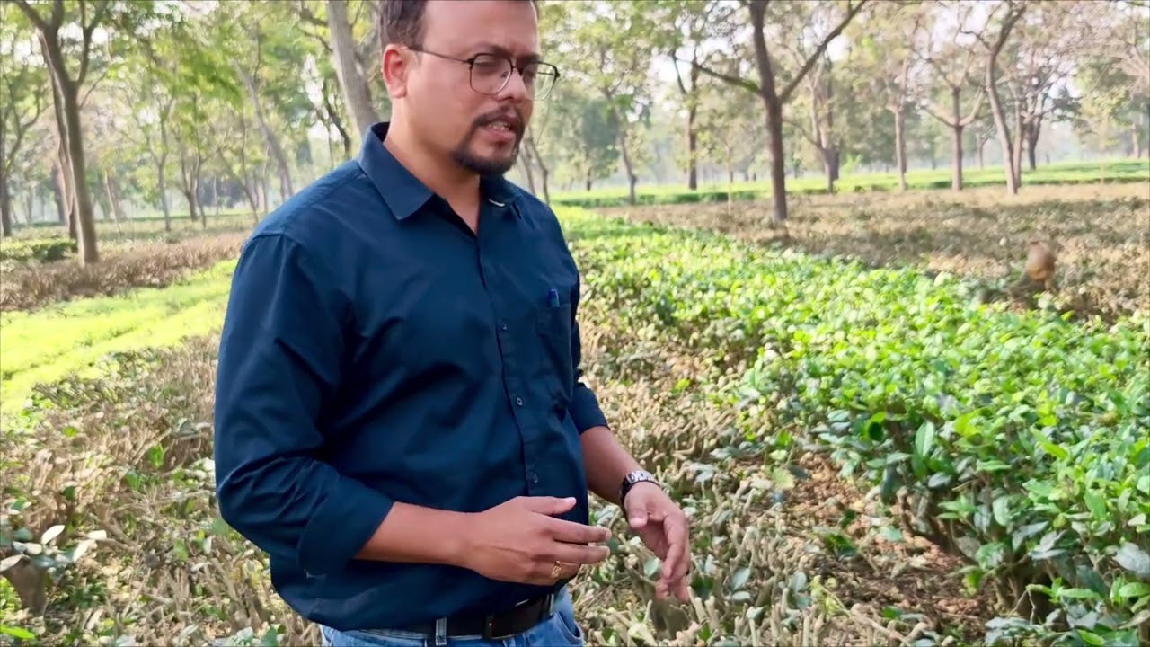 LP-Light Pruning in Tea. 