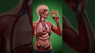 What Happens Inside Your Body When You eat mushrooms