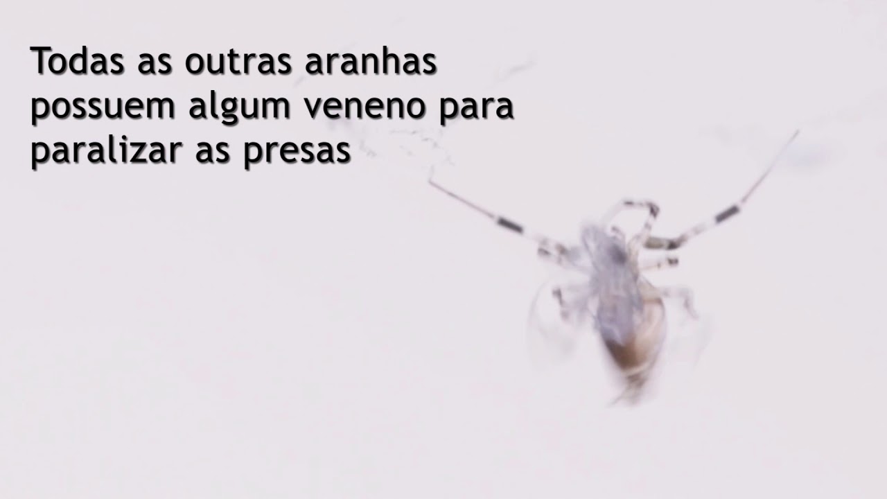 Aranha sem veneno - Uloboridae