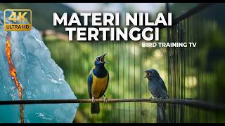 🔴 Live Cucak Cungkok Super Gacor Roll Speed vs Srigunting Abu Abu Tembakan Gacor